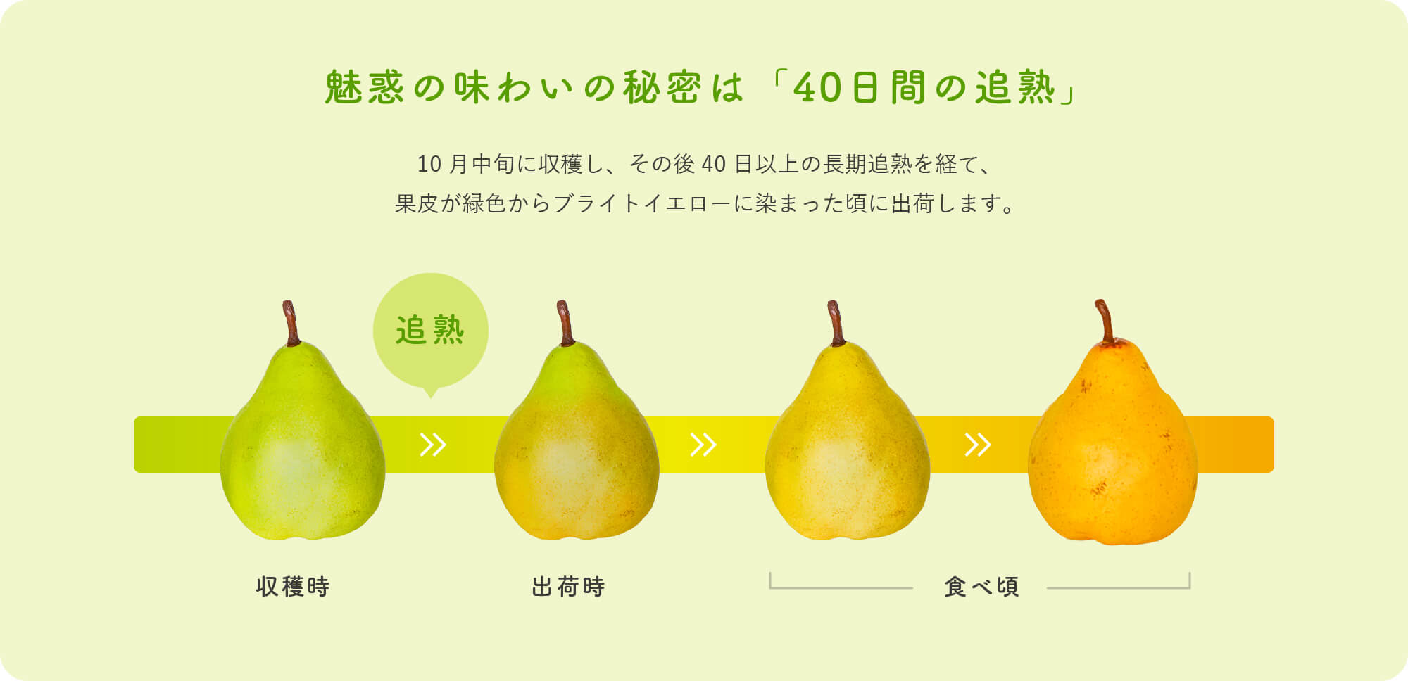 魅惑の味わいの秘密は「40日間の追熟」